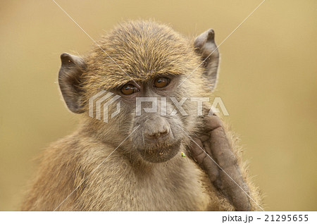 Portrait of an Olive Baboon Portrait of an Olive Baboon 21295655