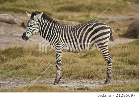 Young Zebra standing in the Savannah Young Zebra standing in the Savannah 21295697