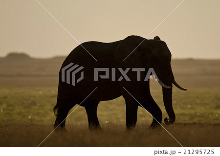 Elephant seen backlit 21295725