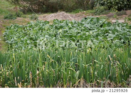 ねぎと野菜 21295926