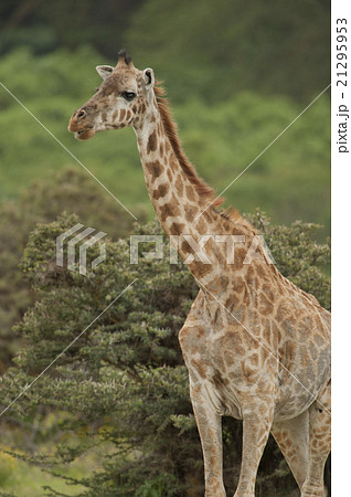 Close-up of a Giraffe 21295953