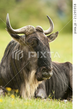Sitted Wildebeest 21295958