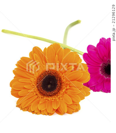 gerbera flowers isolated 21296129