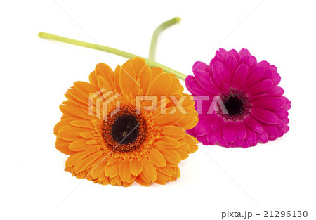 gerbera flowers isolated gerbera flowers isolated 21296130