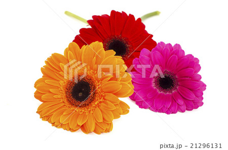 gerbera flowers isolated gerbera flowers isolated 21296131