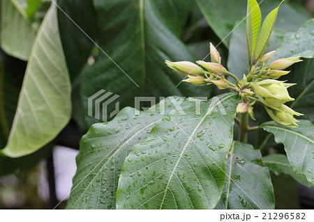 ボーモンティア・ムルティフロラの花の蕾と雨雫 21296582