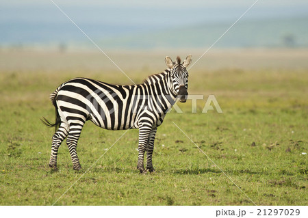 Zebra standing in the Savannah 21297029