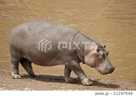 Hippopotamus 21297048