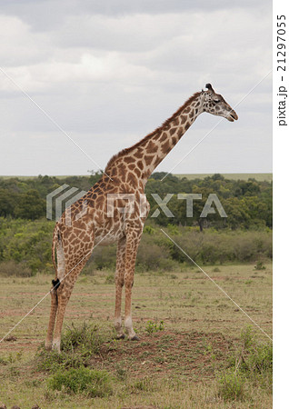 Giraffe in the Savannah 21297055