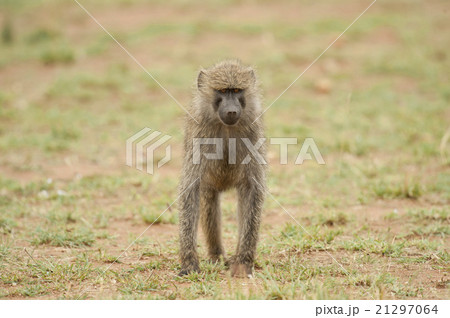 Young Olive Baboon Young Olive Baboon 21297064