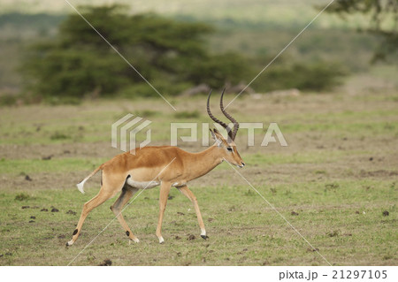 Impala Munching in the Savannah Impala Munching in the Savannah 21297105