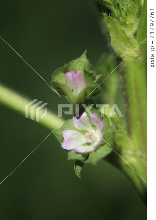 自然 植物 ウサギアオイ、たまに見かける帰化植物ですが抽出物には抗炎症、抗酸化作用があるそうです 自然 植物 ウサギアオイ、たまに見かける帰化植物ですが抽出物には抗炎症、抗酸化作用があるそうです 21297761