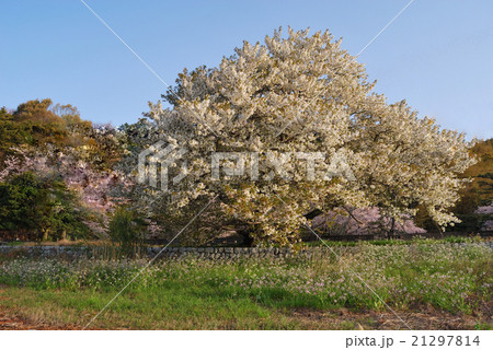 湖畔の大桜 湖畔の大桜 21297814