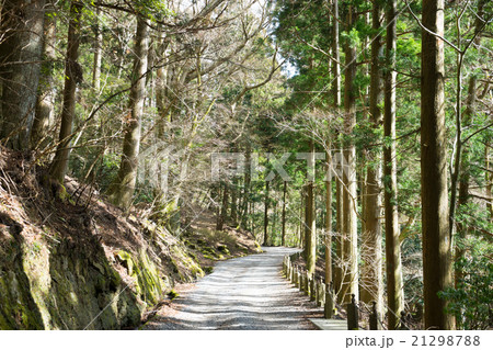 天城山隧道への遊歩道 21298788