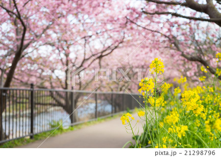 菜の花と河津桜 菜の花と河津桜 21298796