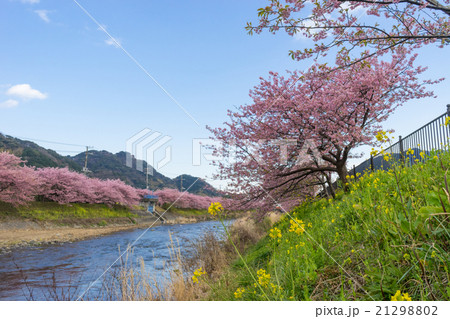 河津桜 21298802