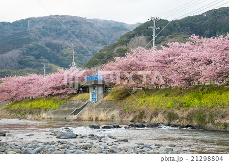 河津桜 21298804
