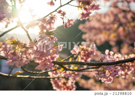 河津桜の花 21298810
