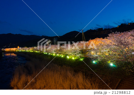 河津桜のライトアップ 21298812