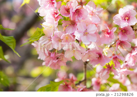 河津桜の花 河津桜の花 21298826