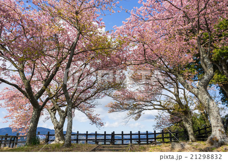 河津城址公園の桜 21298832