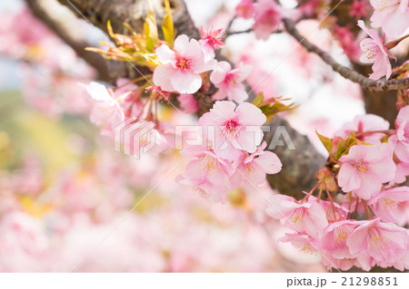 河津桜の花 21298851