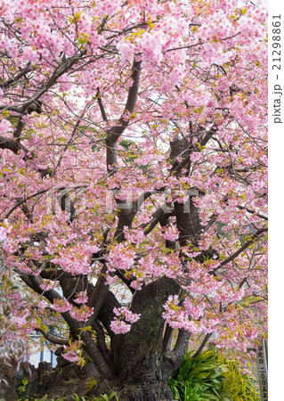 河津桜原木 21298861