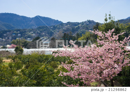 河津桜と農園風景 21298862