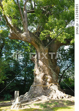 河津来宮神社の大楠 21298865