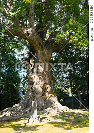 河津来宮神社の大楠 21298866