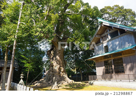 河津来宮神社の大楠 21298867