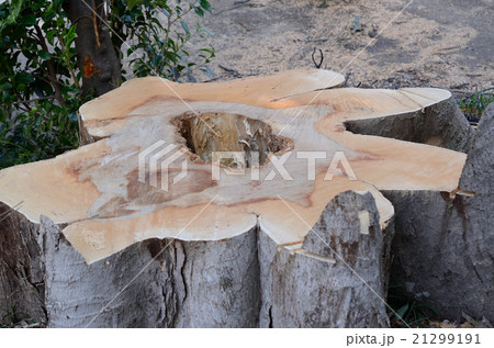 内部が腐食し危険樹木となり伐採せざるを得なくなったケヤキの大樹 21299191