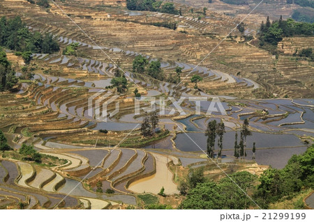 元陽棚田 21299199