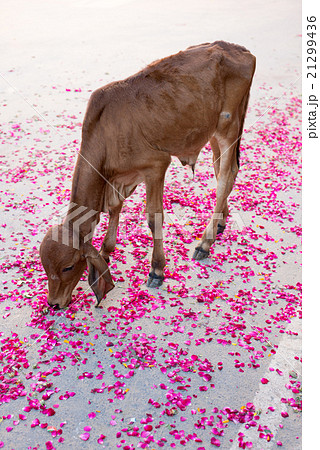 インド プシュカル バラの花弁を食べる仔牛 インド プシュカル バラの花弁を食べる仔牛 21299436