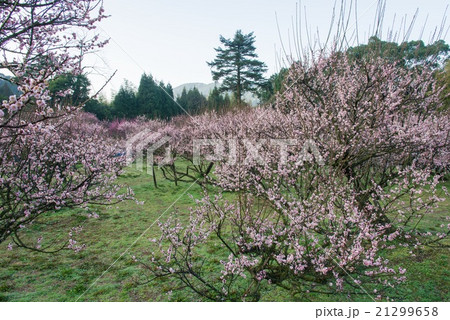 藤川天神臥竜梅 21299658