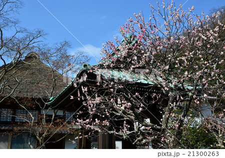 鎌倉　海蔵寺（2016.2） 21300263