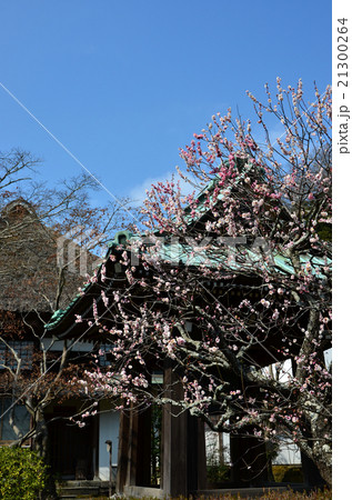 鎌倉　海蔵寺（2016.2） 21300264