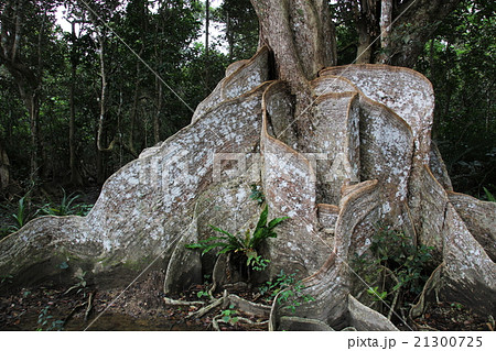 マングローブの板根 マングローブの板根 21300725