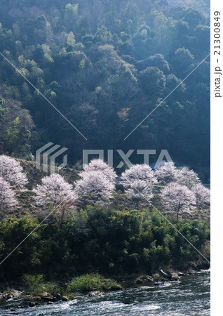 桜街道の桜並木 21300849