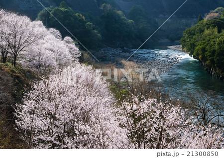 桜街道の桜並木 21300850