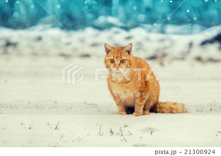 Cute red kitten in snow Cute red kitten in snow 21300924