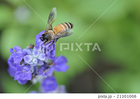 Honey bee on flower 21301006