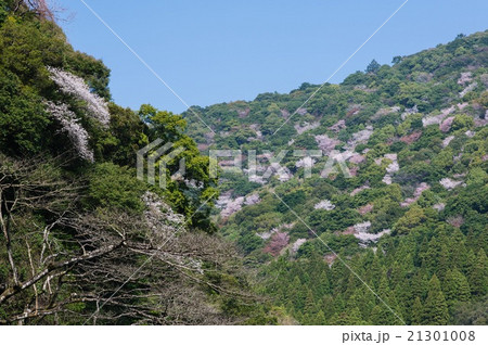 照葉樹林の森の山桜 照葉樹林の森の山桜 21301008