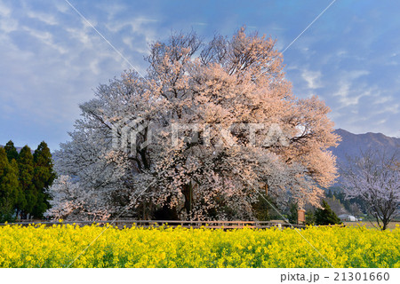 一心行の大桜 21301660