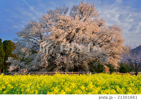 一心行の大桜 21301661