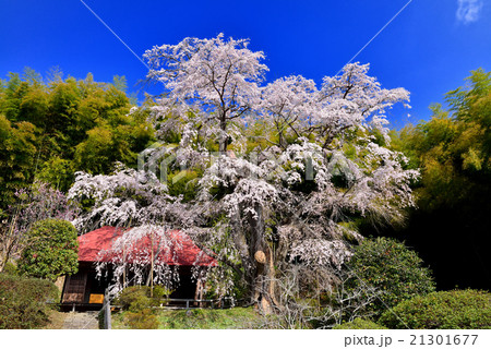 福島の桜 福島の桜 21301677