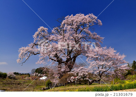 福島の桜 21301679
