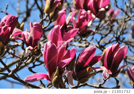 木蓮（もくれん） 21301732