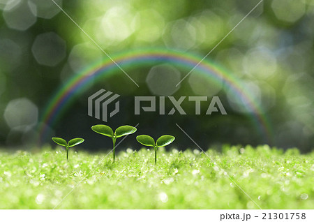 森の中の芽生え 森の中の芽生え 21301758