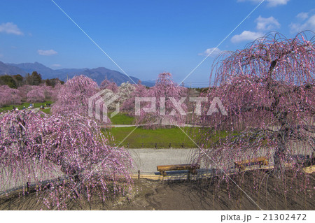 suzuka no mori teien plum/ume shirade blossom 21302472